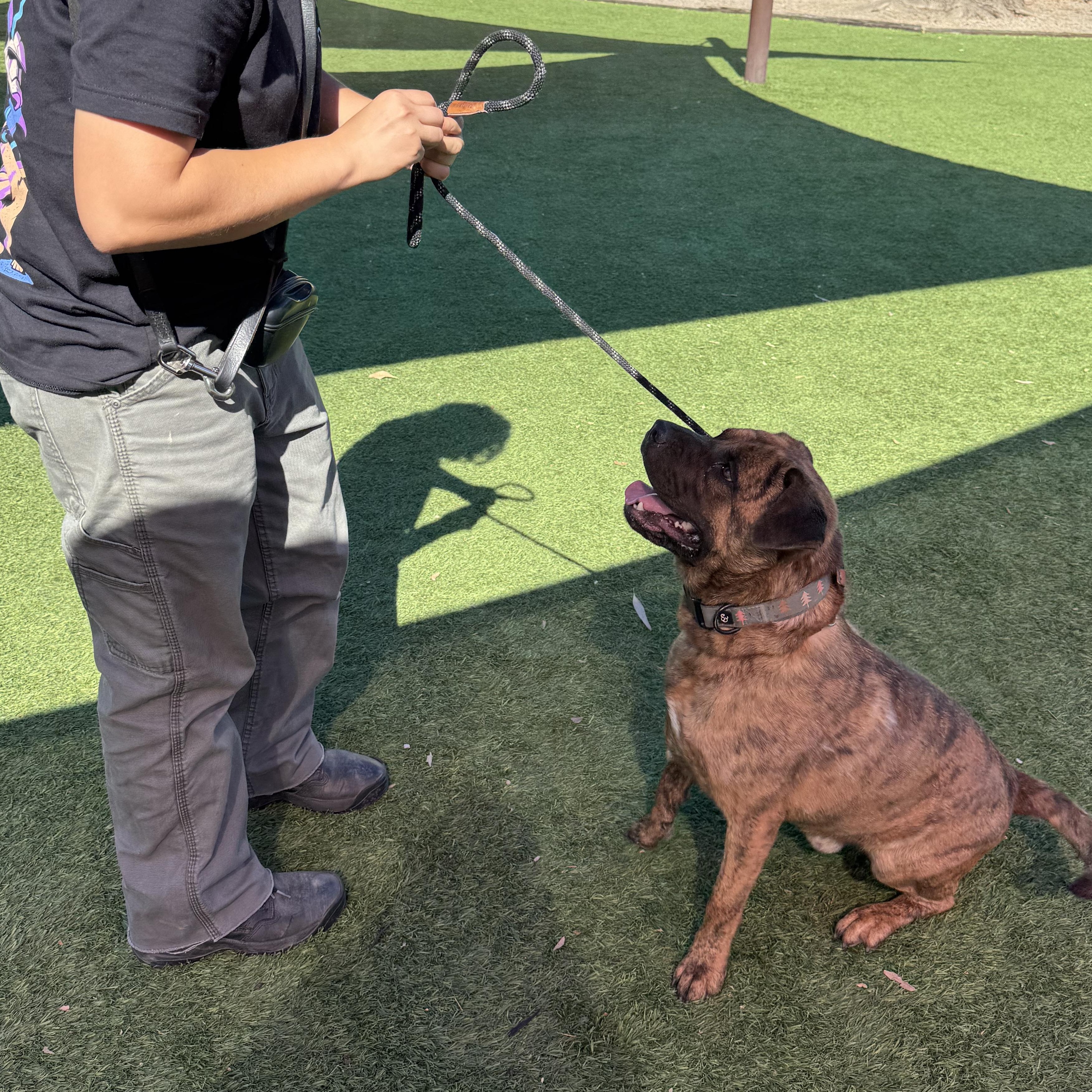 Enlarge Muffins, a Adoptable mixed breed in Whittier, CA image 2/5