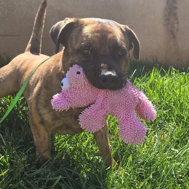 Enlarge Muffins, a ADOPTABLE mixed breed in Whittier, CA image 2/3