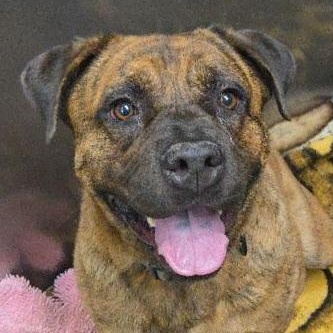 Muffins, ADOPTABLE, Young Male American Staffordshire Terrier & Boxer.