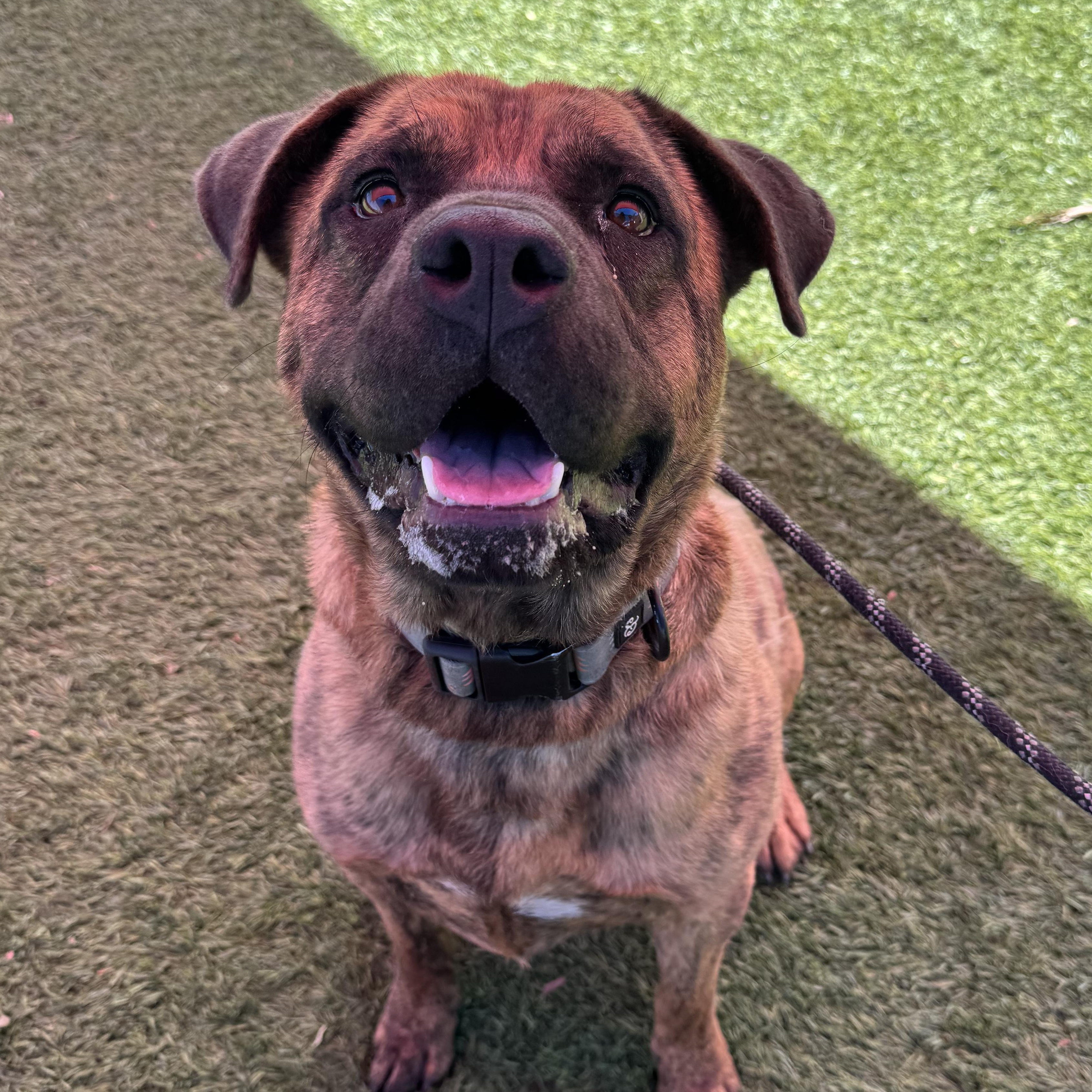 Enlarge Muffins, a Adoptable mixed breed in Whittier, CA image 1/5
