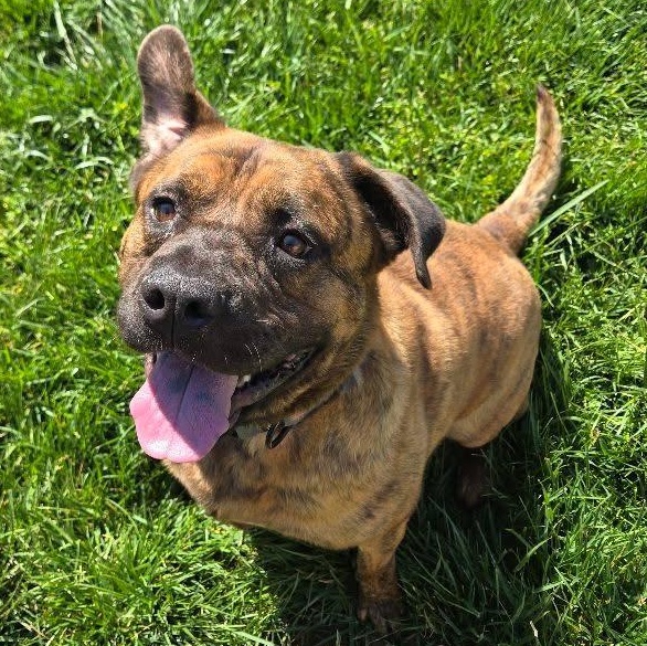 Enlarge Muffins, a ADOPTABLE mixed breed in Whittier, CA image 3/3