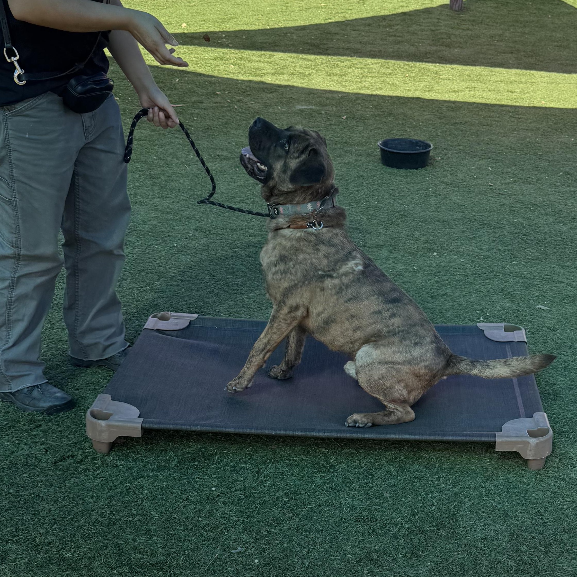 Enlarge Muffins, a Adoptable mixed breed in Whittier, CA image 4/5