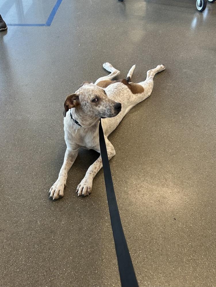 Enlarge Loki, a Adoptable mixed breed in Brownstown, IN image 1/2