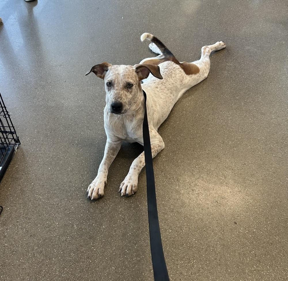 Enlarge Loki, a Adoptable mixed breed in Brownstown, IN image 2/2