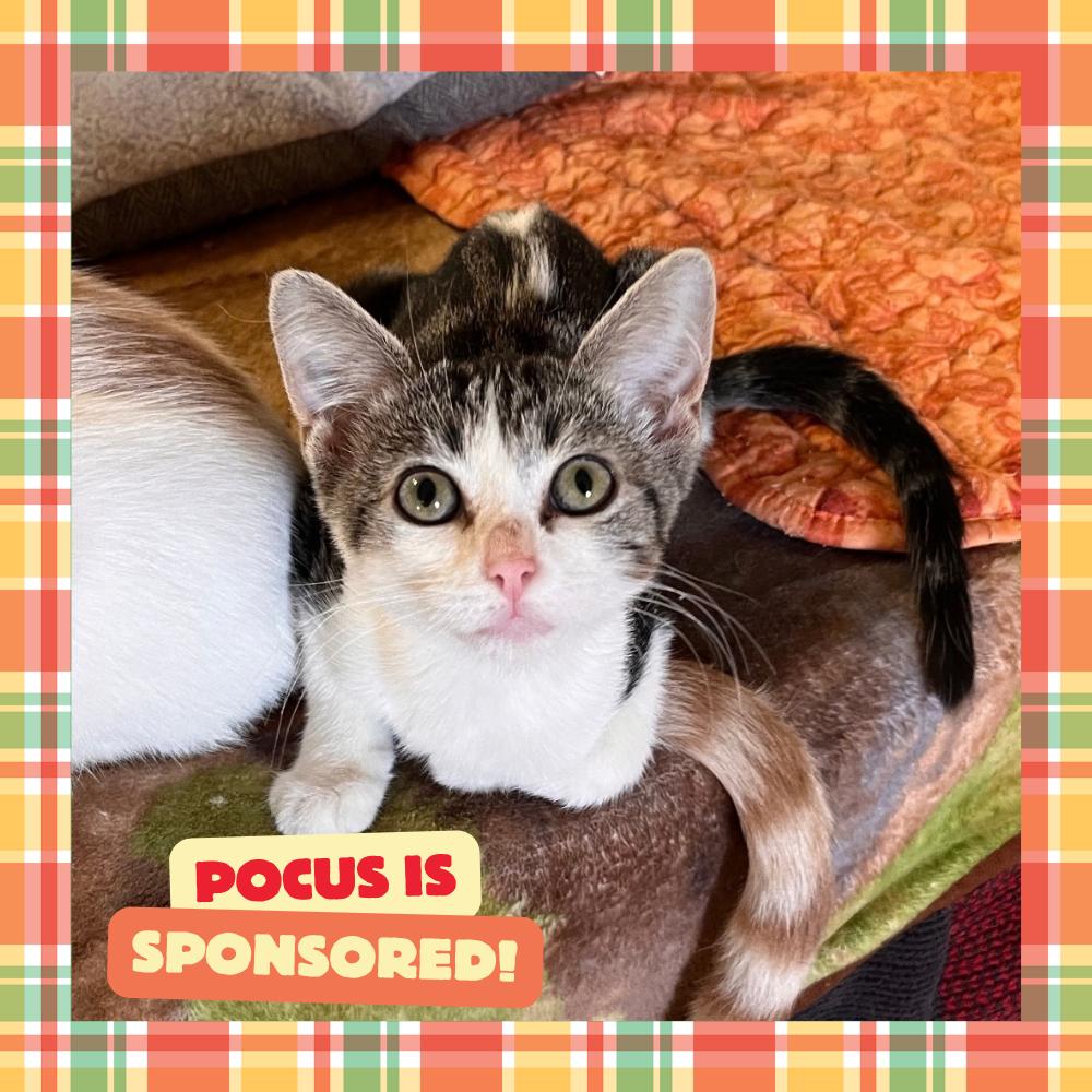 Pocus, Adoptable, Kitten Female Domestic Short Hair.