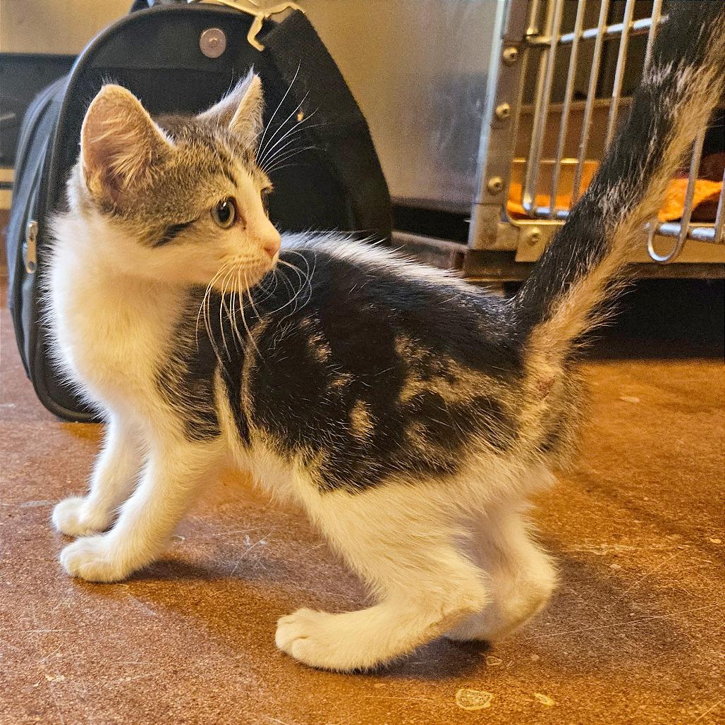 Enlarge Pocus, a Adoptable Domestic Short Hair in Clarksville, AR image 2/6