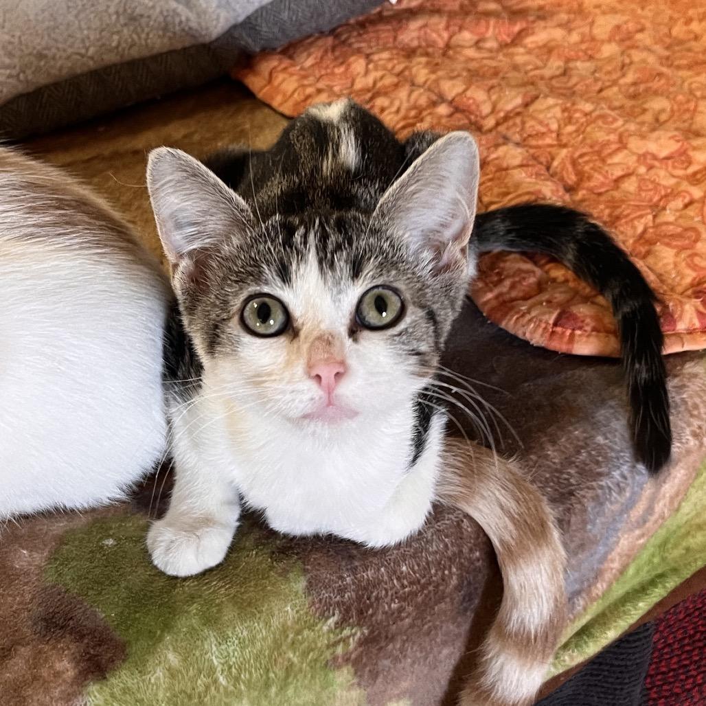 Enlarge Pocus, a Adoptable Domestic Short Hair in Clarksville, AR image 3/6