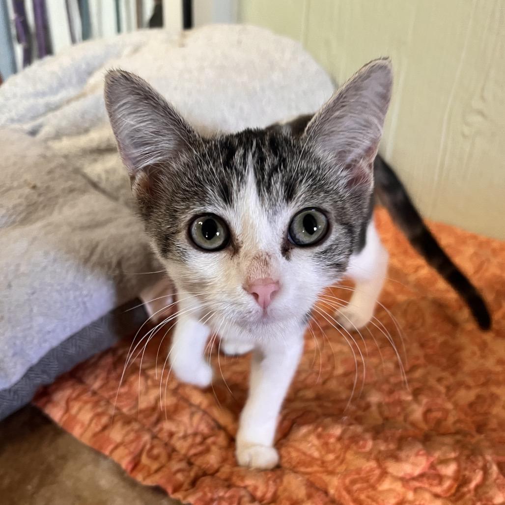 Enlarge Pocus, a Adoptable Domestic Short Hair in Clarksville, AR image 4/6
