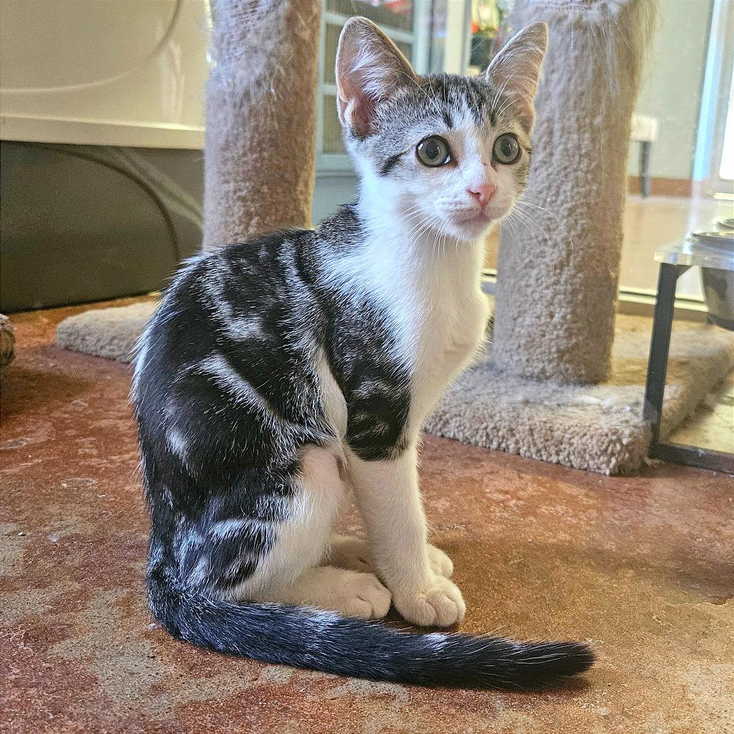 Enlarge Pocus, a Adoptable Domestic Short Hair in Clarksville, AR image 5/6