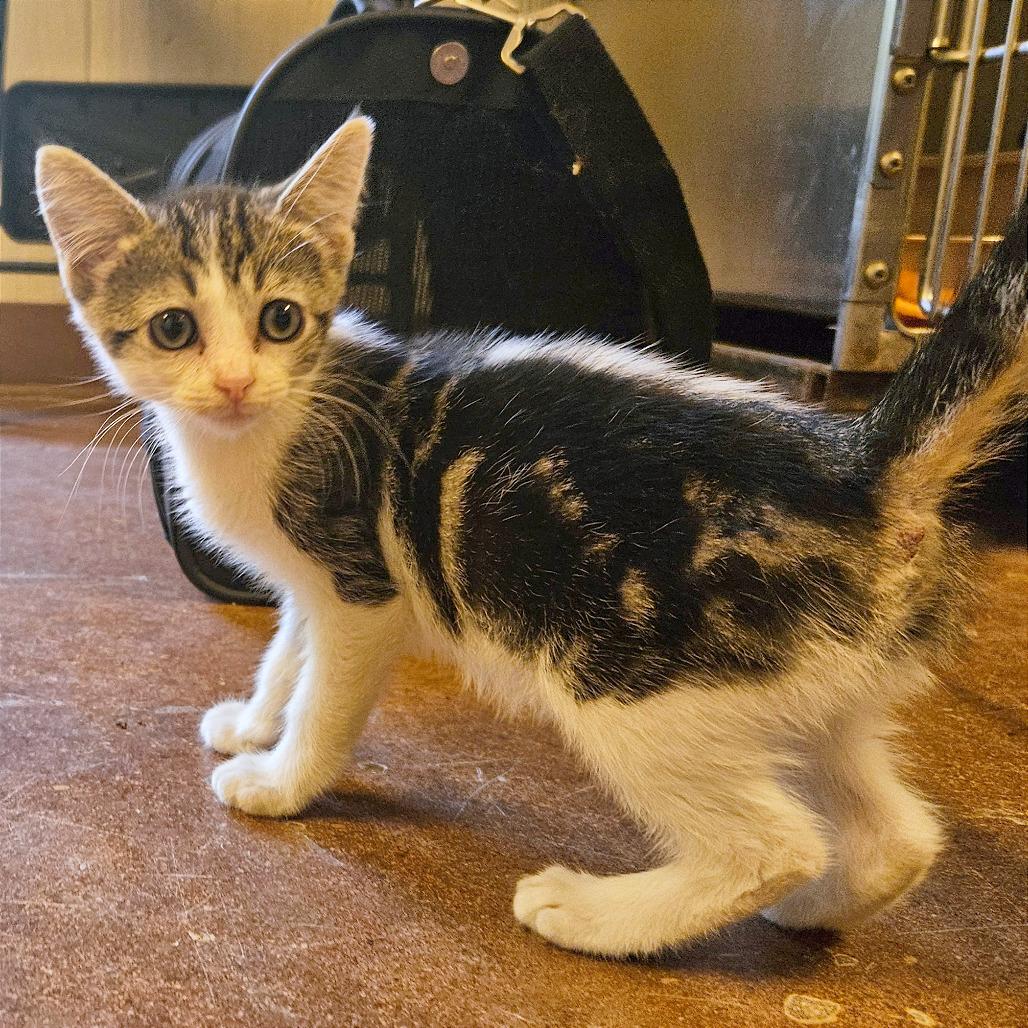 Enlarge Pocus, a Adoptable Domestic Short Hair in Clarksville, AR image 6/6