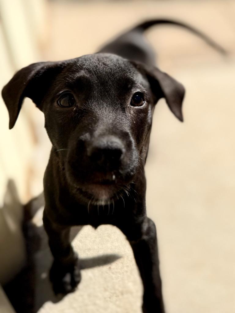 NP 2, Adoptable, Puppy Female Labrador Retriever & Mixed Breed.
