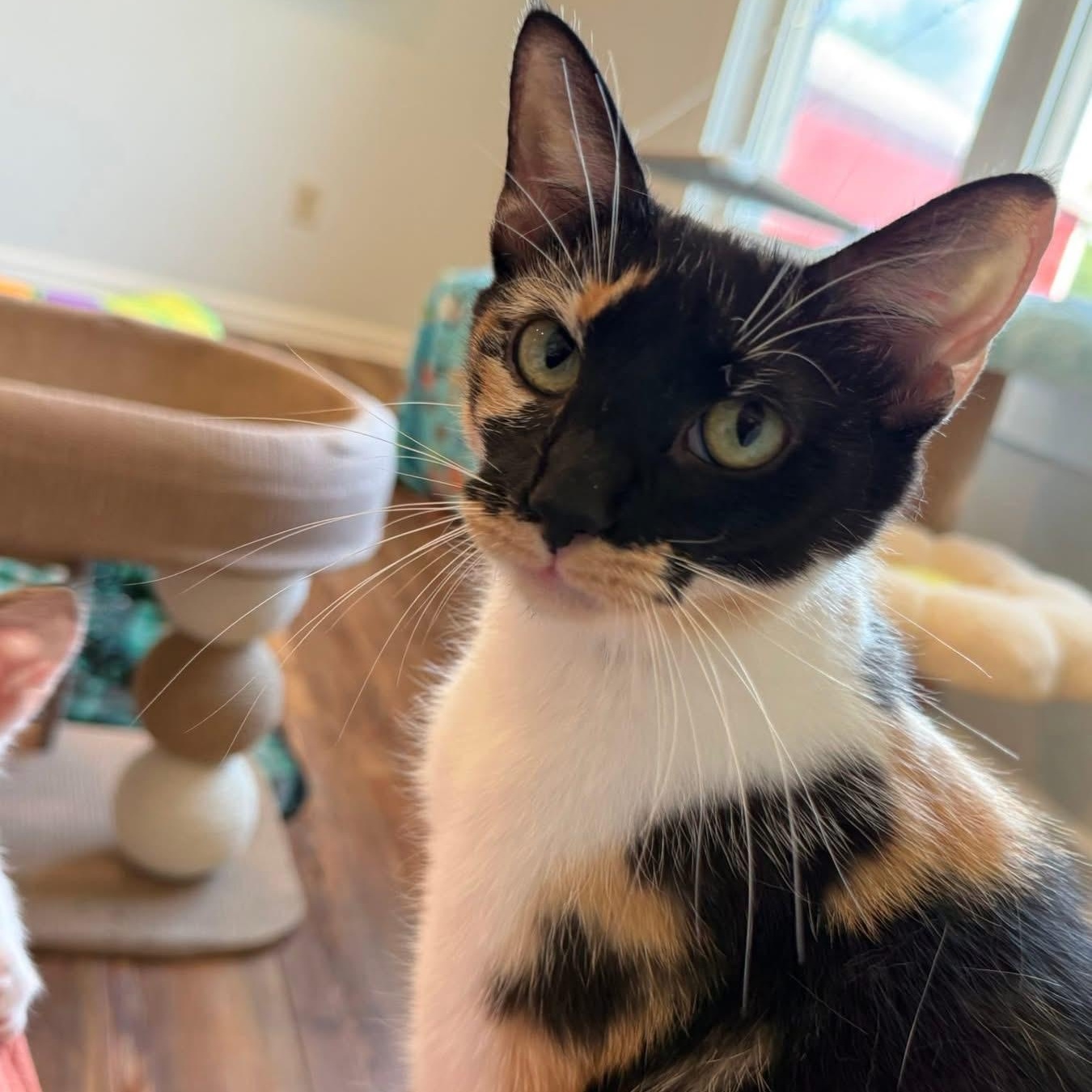 Poppy (Mama to Popsicle Litter), a Adoptable Calico in Blanch, NC image 1/6