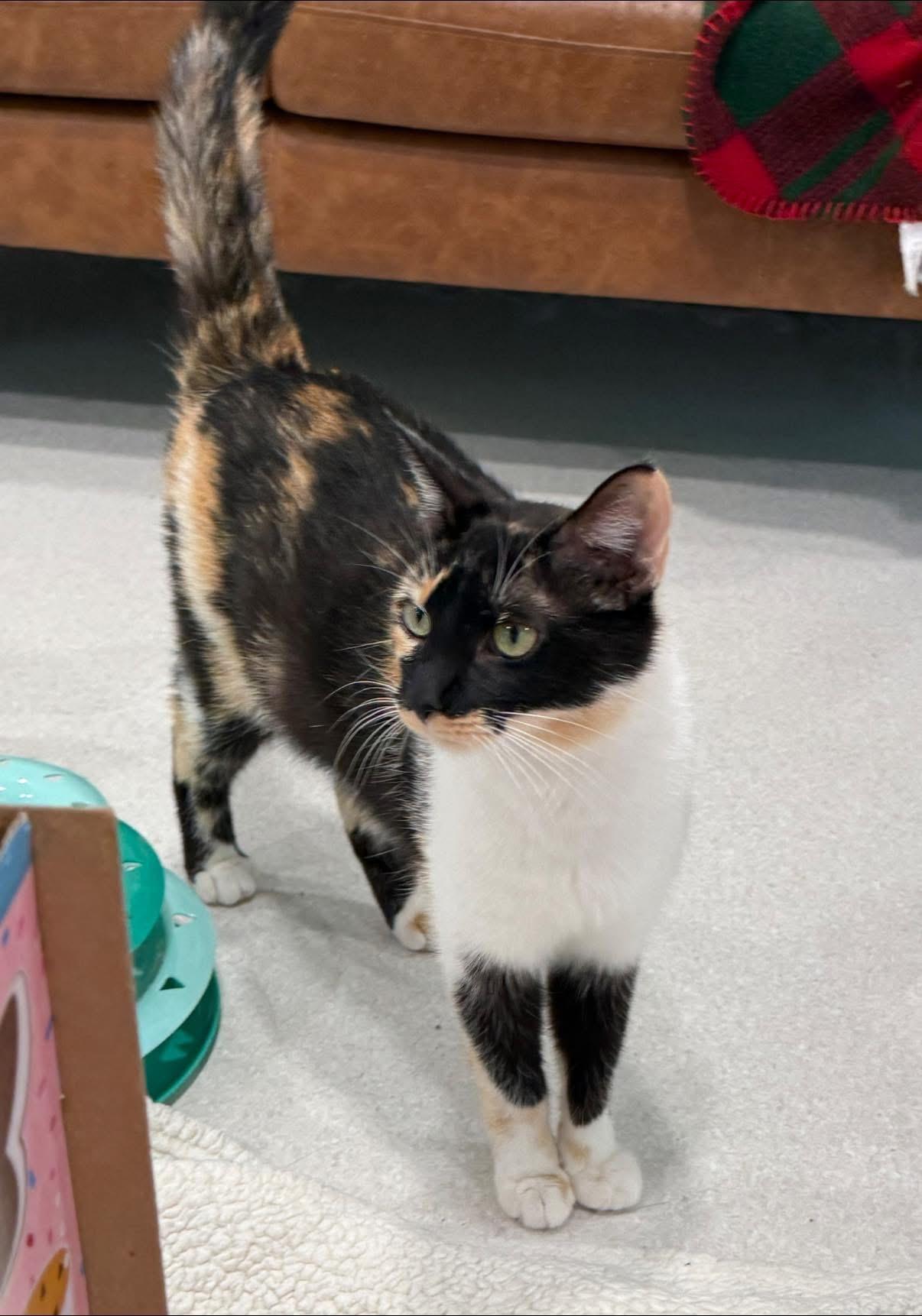 Poppy (Mama to Popsicle Litter), a Adoptable Calico in Blanch, NC image 4/6