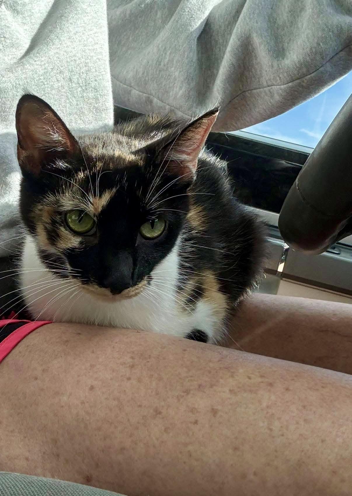 Poppy (Mama to Popsicle Litter), a Adoptable Calico in Blanch, NC image 6/6