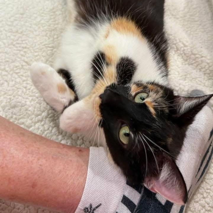 Poppy (Mama to Popsicle Litter), a Adoptable Calico in Blanch, NC image 2/6
