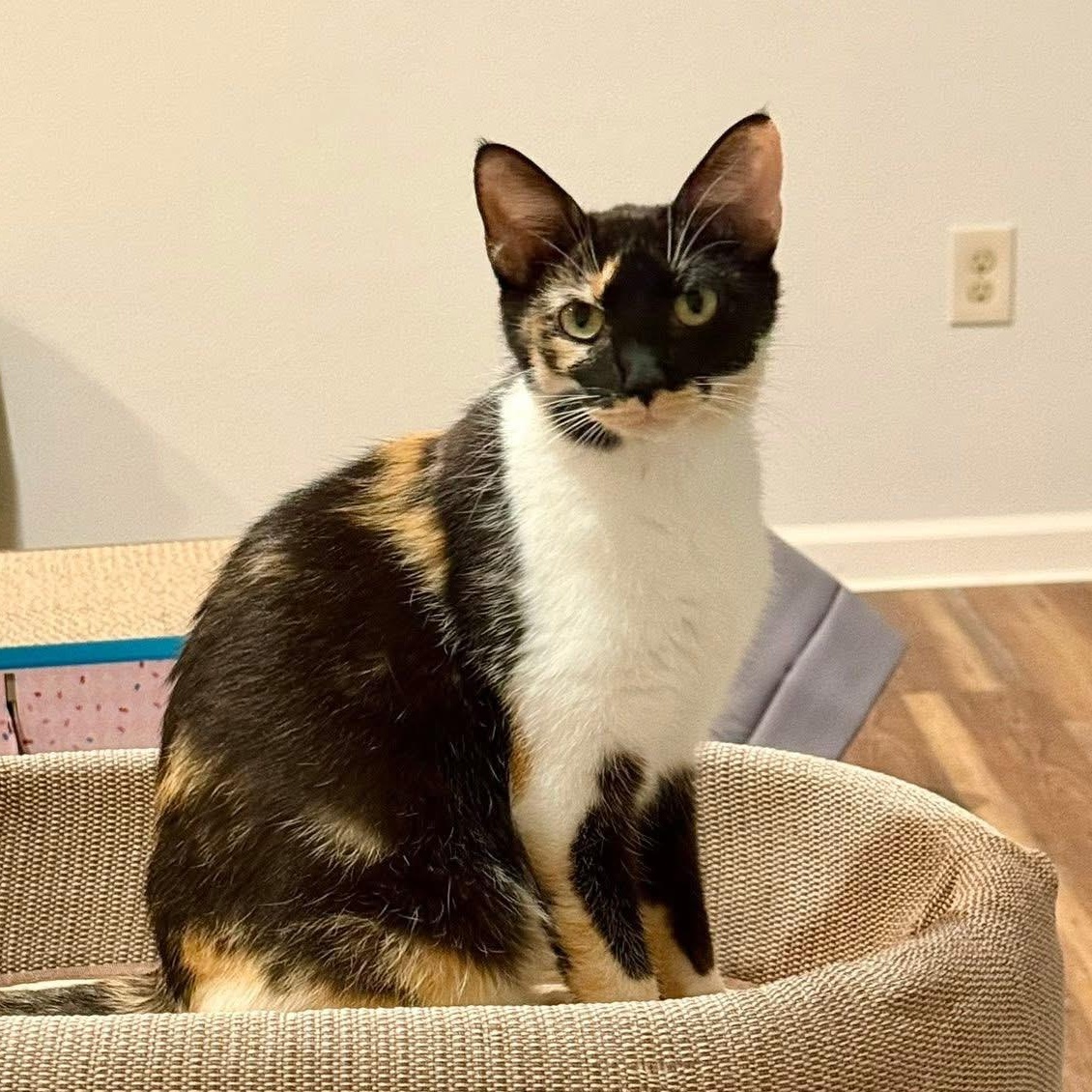Poppy (Mama to Popsicle Litter), a Adoptable Calico in Blanch, NC image 3/6
