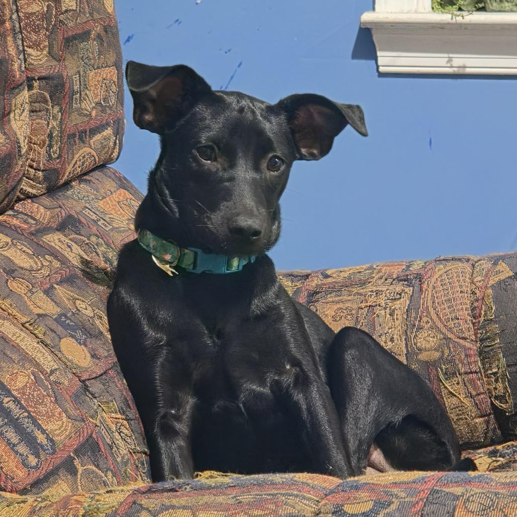 Enlarge Reese, a Adoptable Mixed Breed in Rockville, MD image 1/5