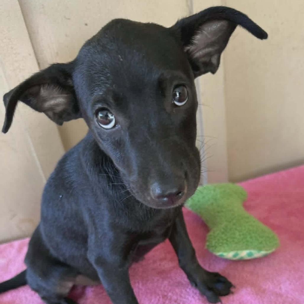 Enlarge Reese, a Adoptable Mixed Breed in Rockville, MD image 3/5