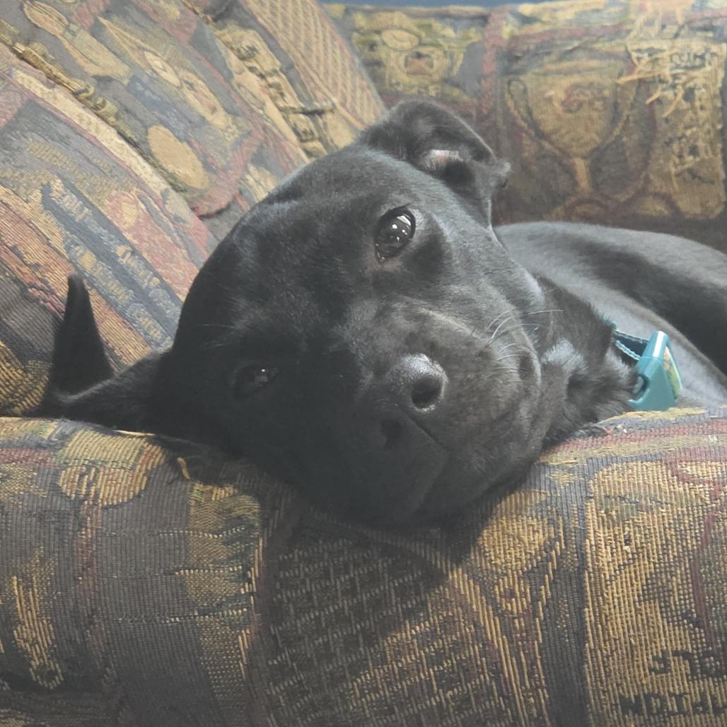 Enlarge Reese, a Adoptable Mixed Breed in Rockville, MD image 5/5