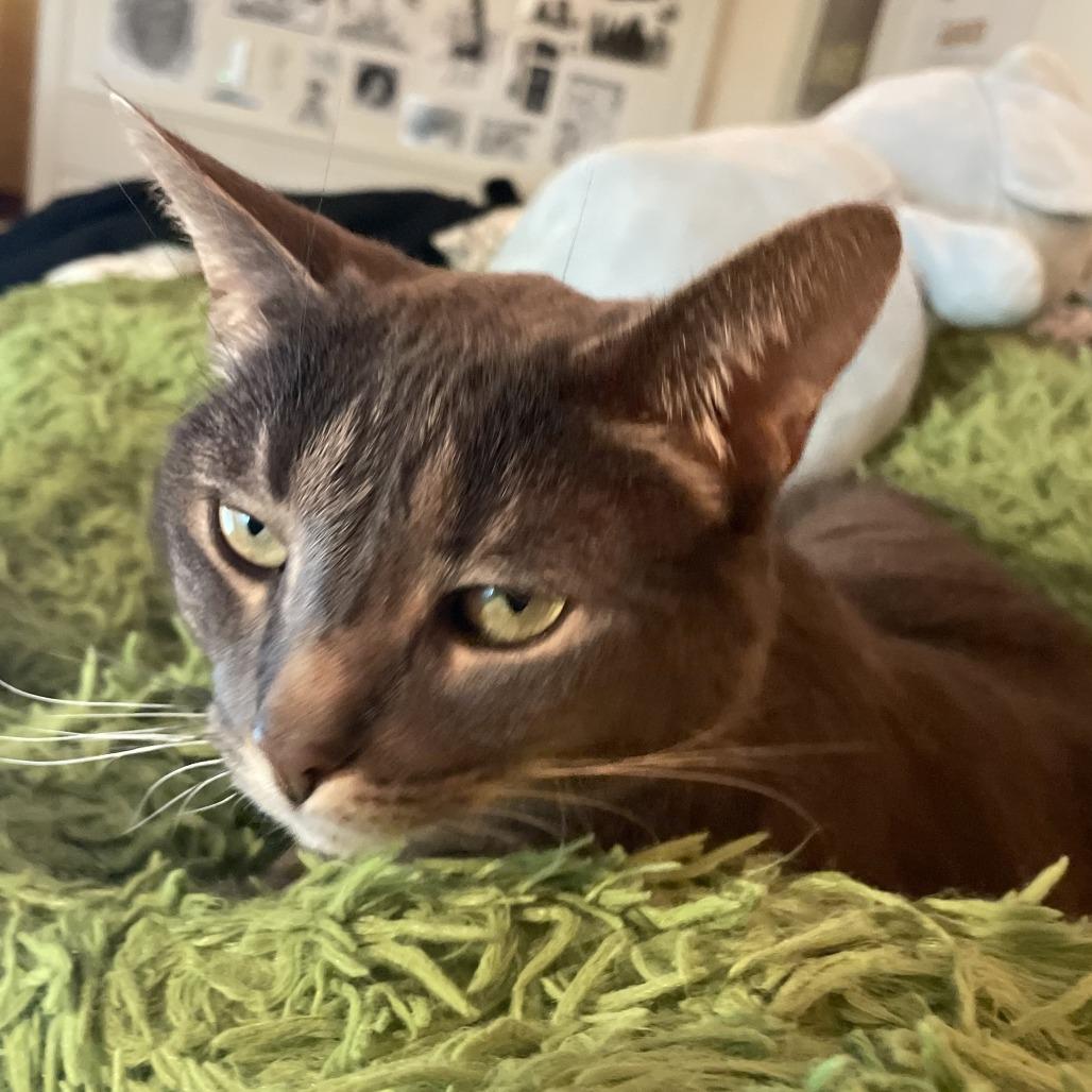 Enlarge Rose-In Foster, a Adoptable mixed breed in Springfield, MA image 2/6
