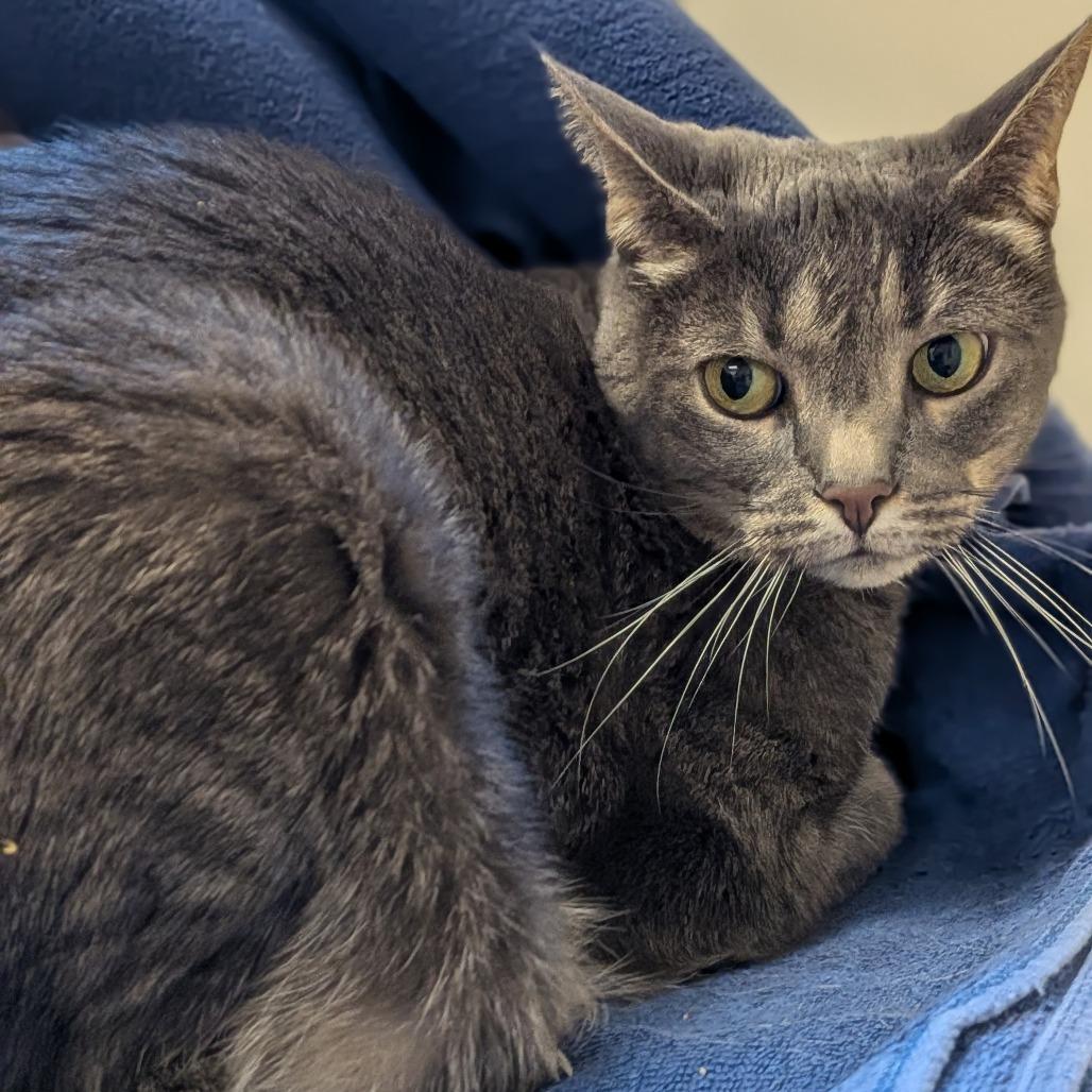 Enlarge Rose-In Foster, a Adoptable mixed breed in Springfield, MA image 3/6