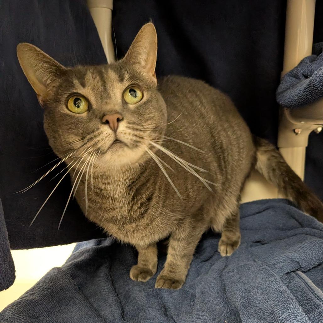Enlarge Rose-In Foster, a Adoptable mixed breed in Springfield, MA image 4/6