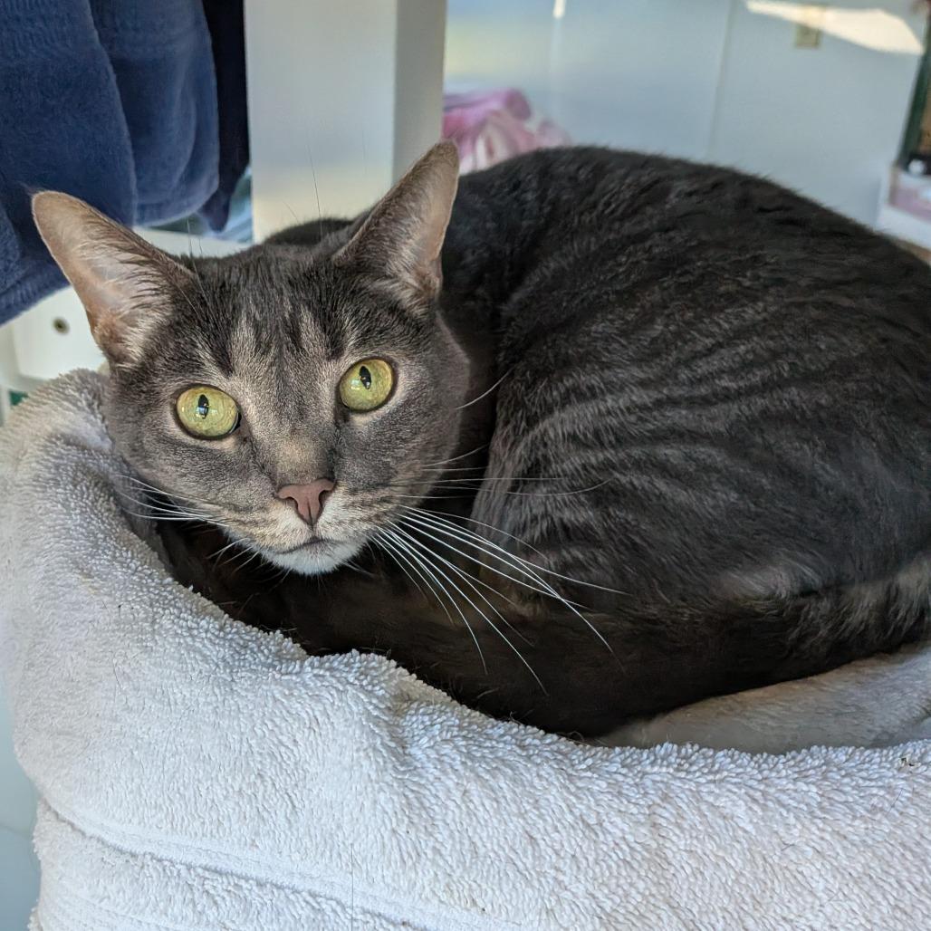 Enlarge Rose-In Foster, a Adoptable mixed breed in Springfield, MA image 5/6