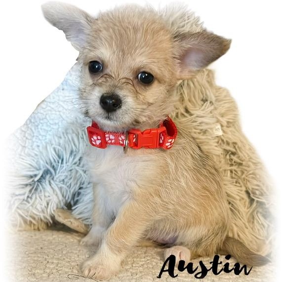 Austin, adopted, Puppy Female Yorkshire Terrier & Terrier.