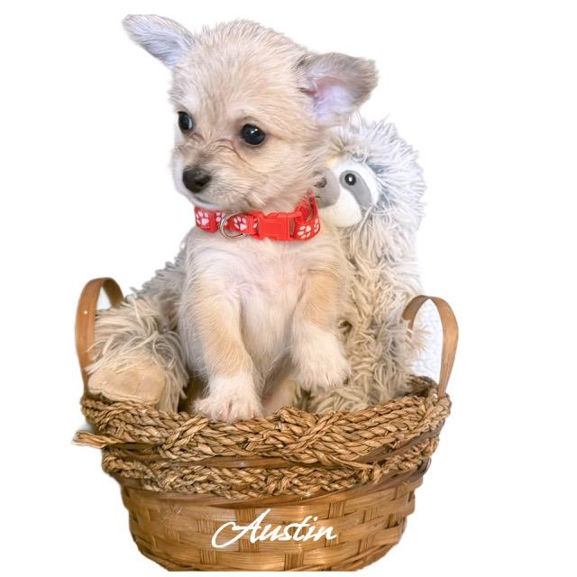 Enlarge Austin, an adopted mixed breed in Tulsa, OK image 2/2