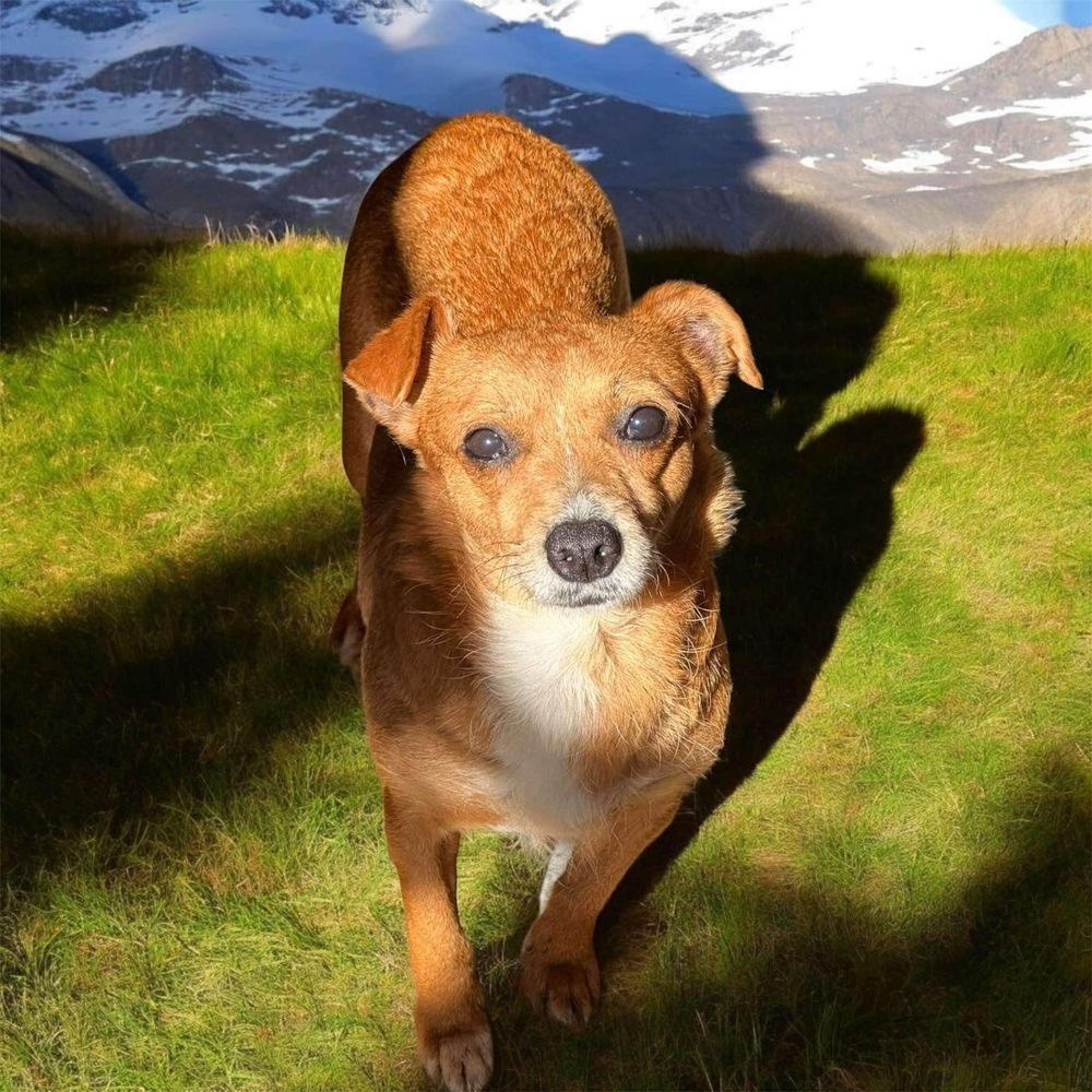 Hilda, Adoptable, Senior Female Chihuahua.