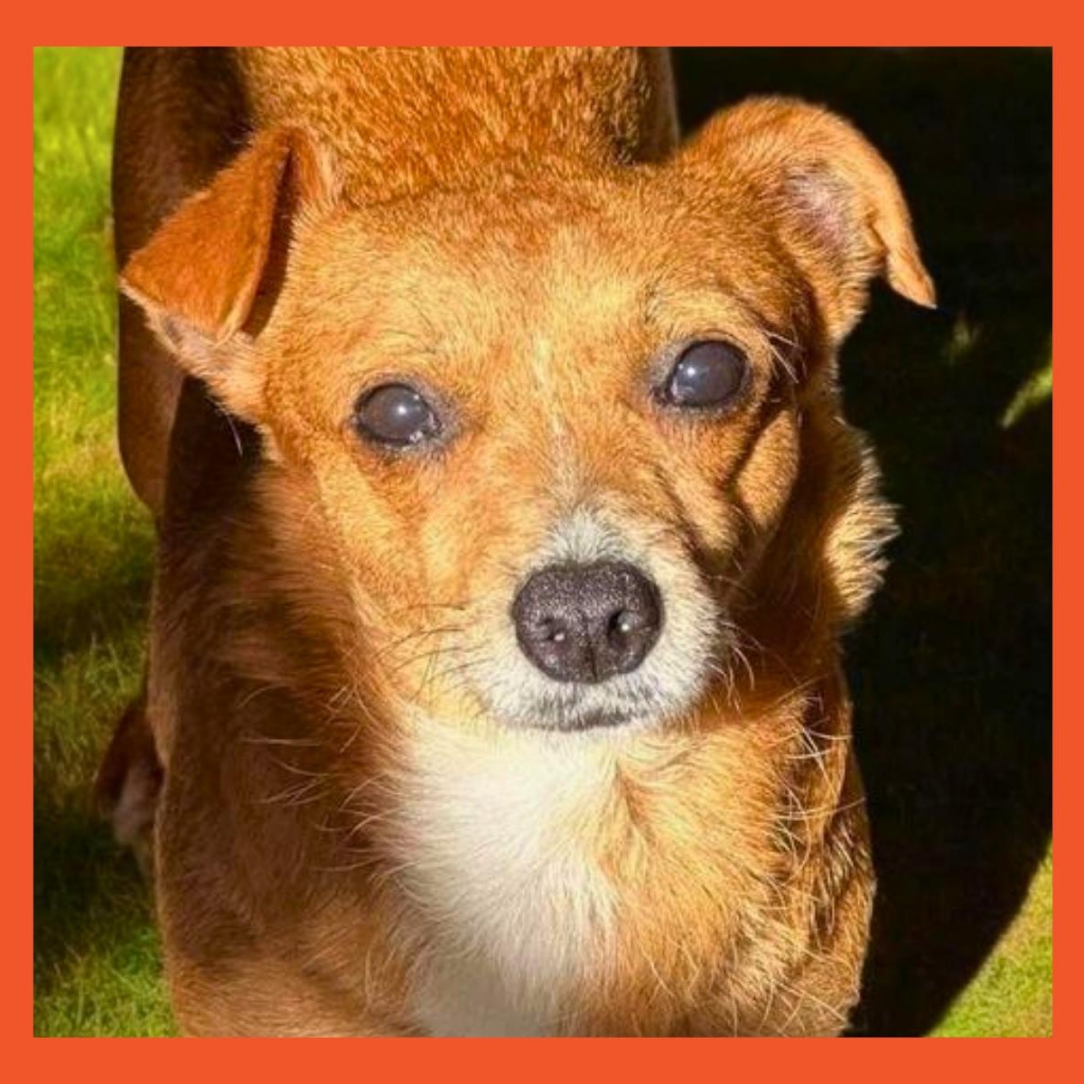 Hilda, a Adoptable mixed breed in San Francisco, CA image 1/2