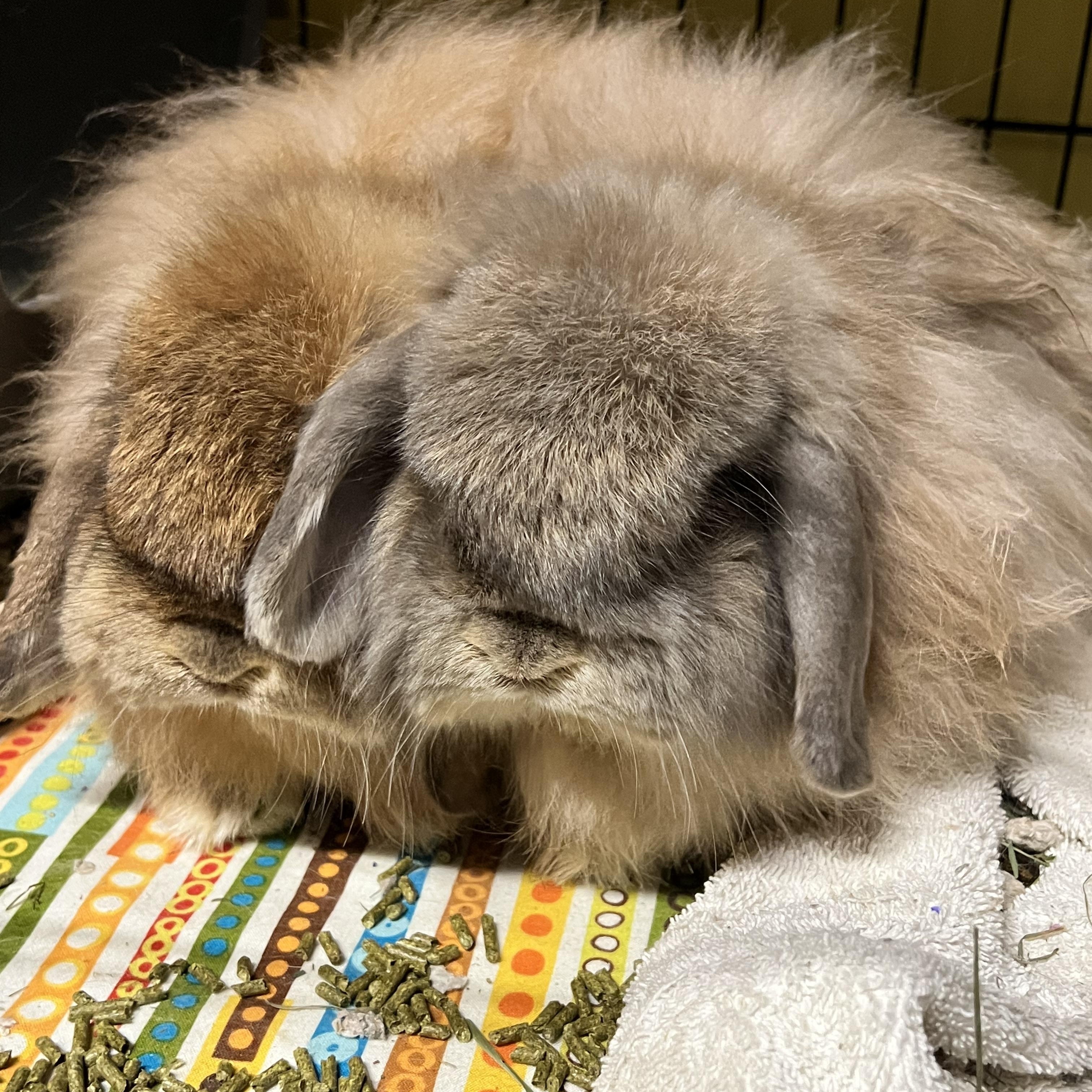 Hazel & Carmel (IN FOSTER), adopted, Adult Female American Fuzzy Lop.