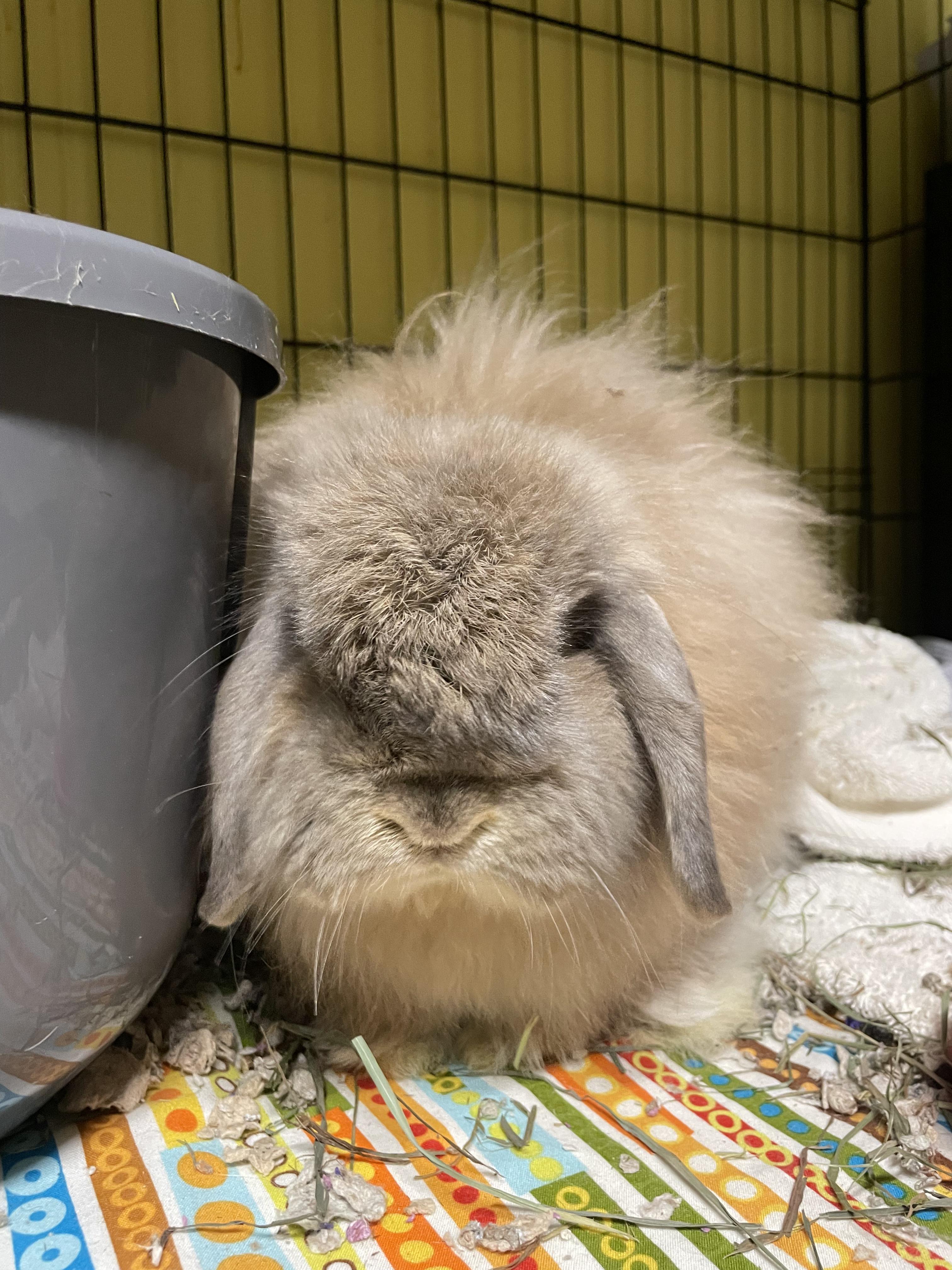 Enlarge Hazel & Carmel (IN FOSTER), an adopted American Fuzzy Lop in Ferndale, WA image 3/4