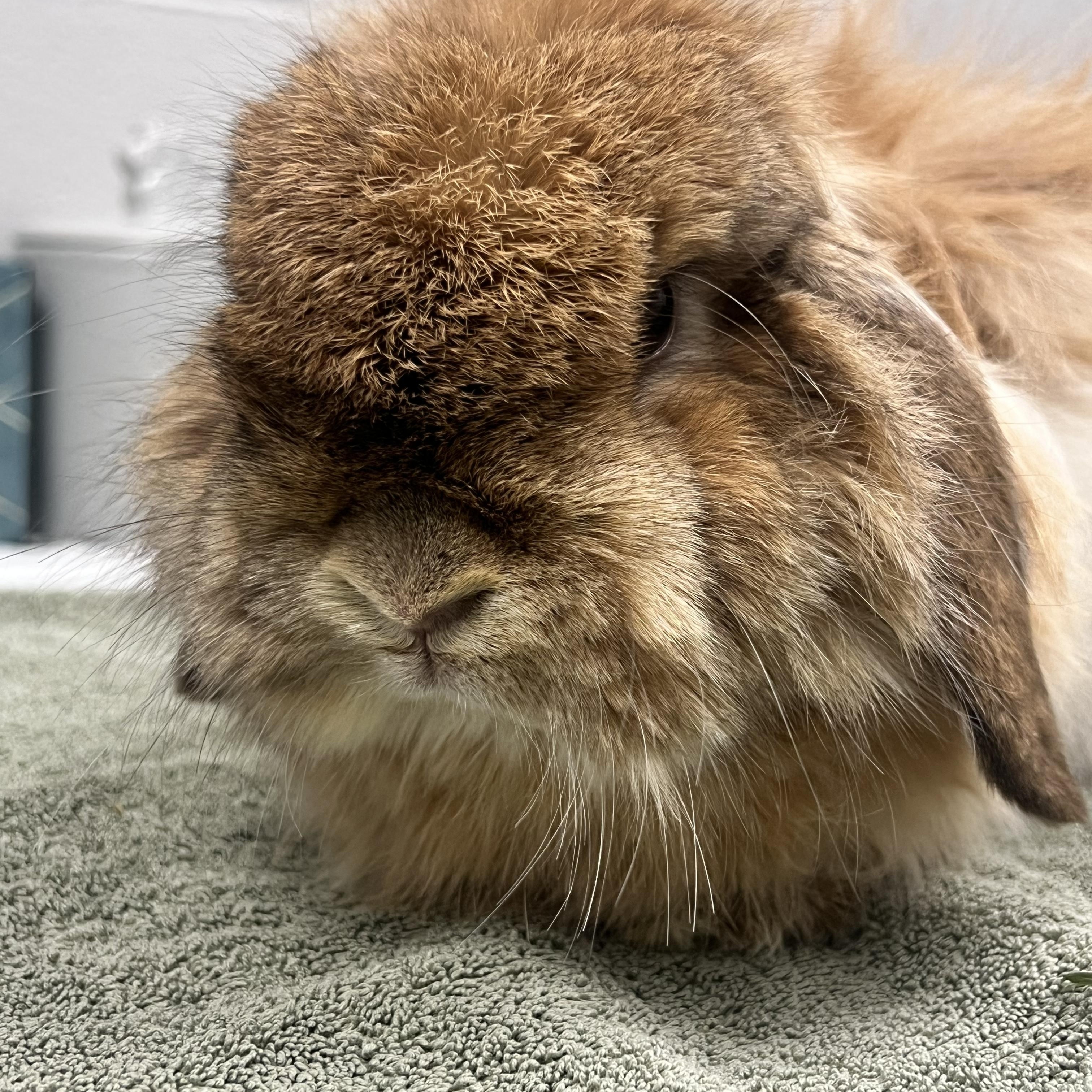 Enlarge Hazel & Carmel (IN FOSTER), an adopted American Fuzzy Lop in Ferndale, WA image 4/4