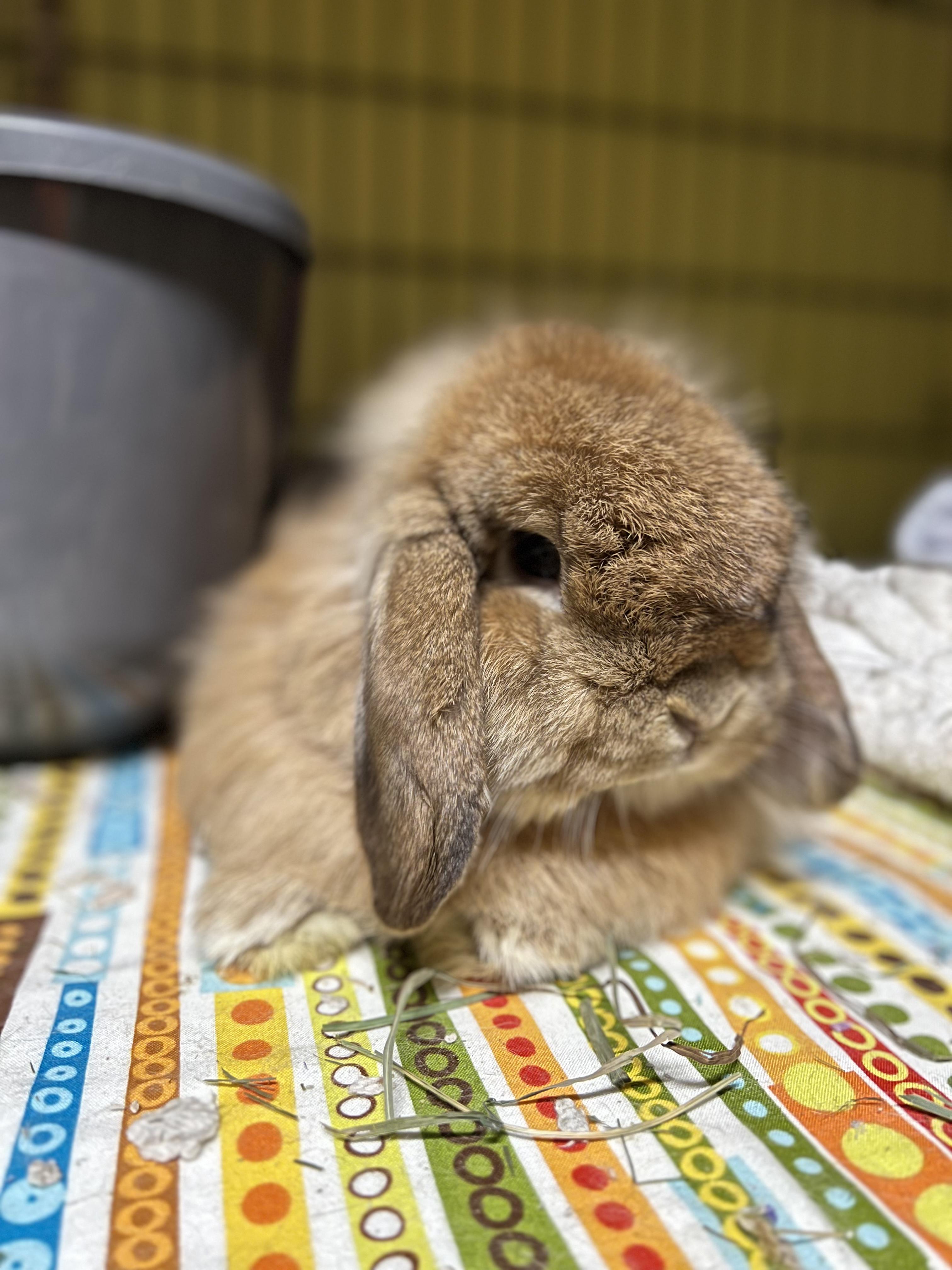 Enlarge Hazel & Carmel (IN FOSTER), an adopted American Fuzzy Lop in Ferndale, WA image 2/4