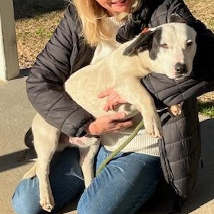 Enlarge Snoopy, an adopted mixed breed in Cumberland, RI image 2/3