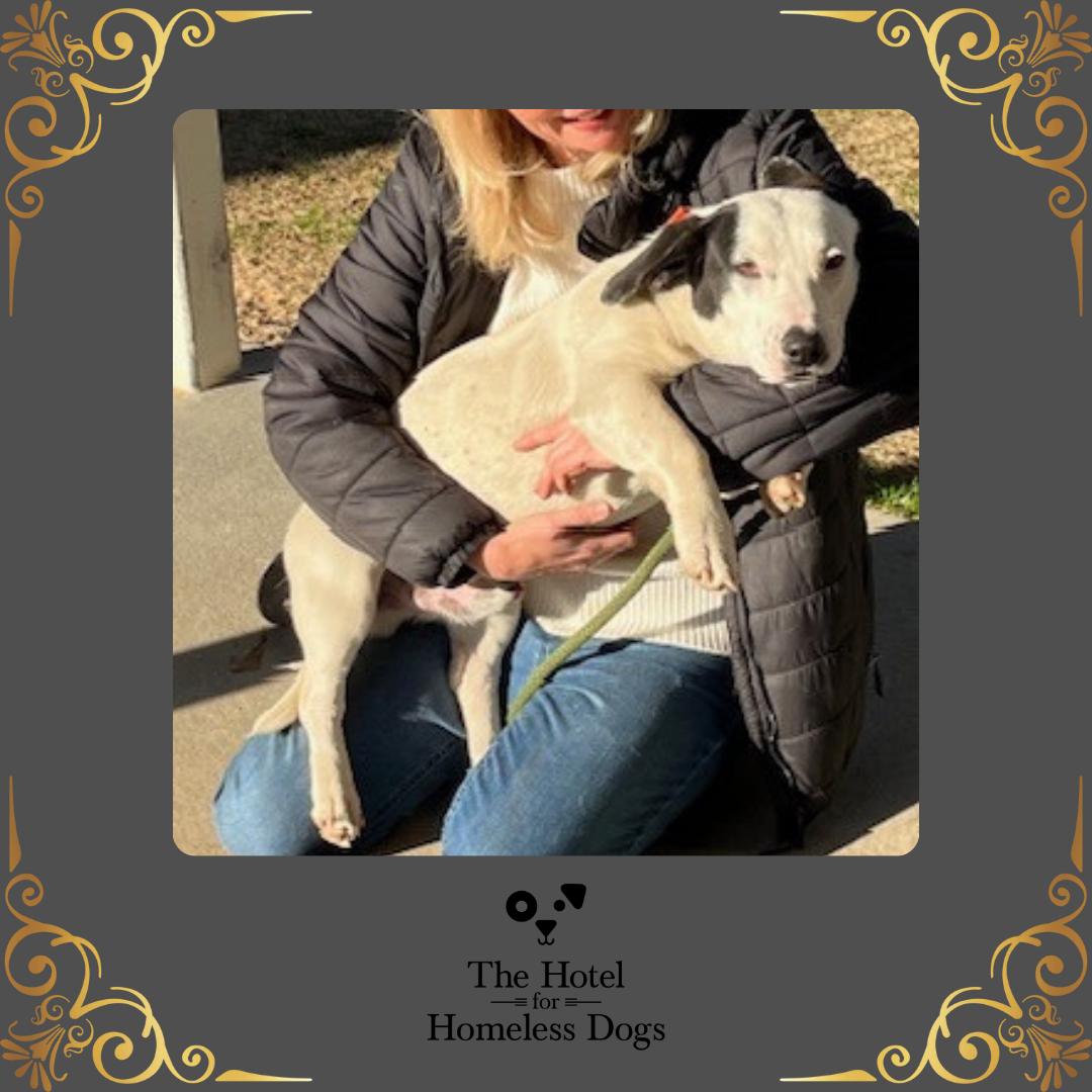 Snoopy, adopted, Adult Male Terrier & Mixed Breed.