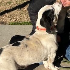 Enlarge Snoopy, an adopted mixed breed in Cumberland, RI image 3/3