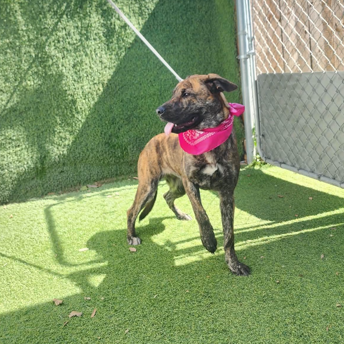 Susie, an adopted mixed breed in Seattle, WA image 3/6