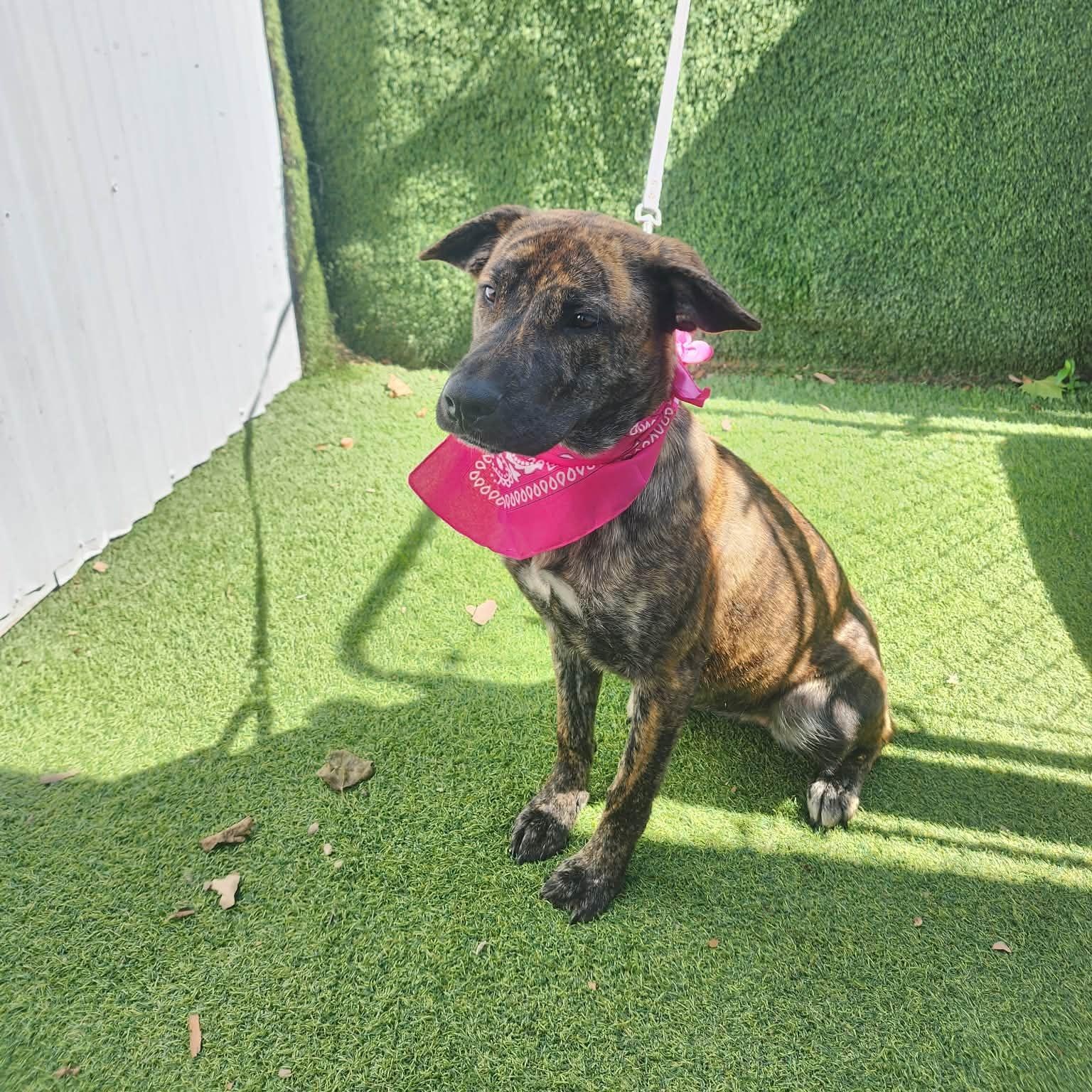 Susie, an adopted mixed breed in Seattle, WA image 2/6
