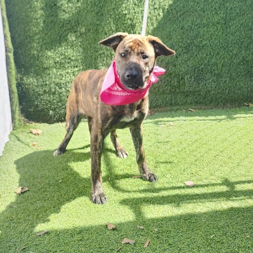 Susie, an adopted mixed breed in Seattle, WA image 6/6