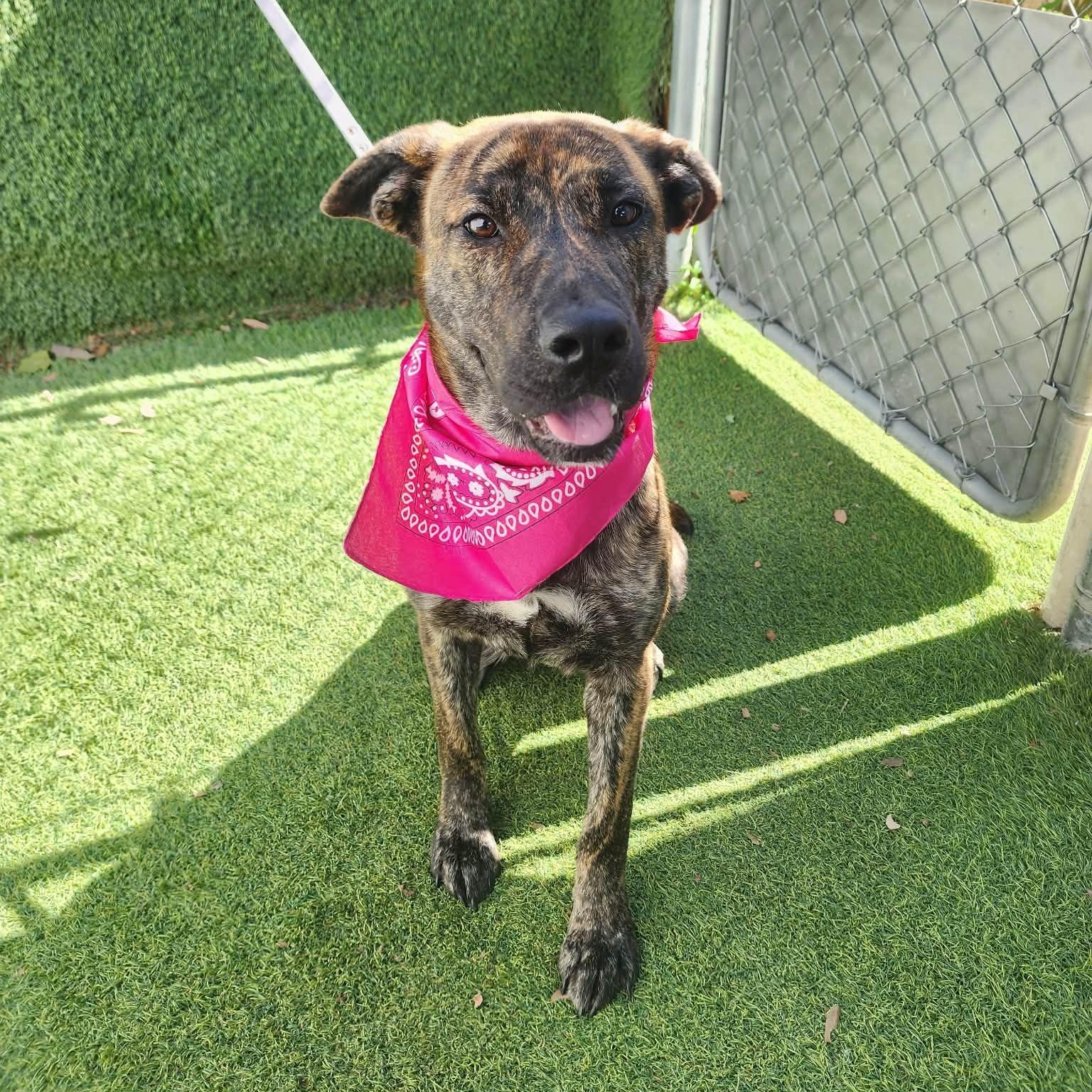 Susie, adopted, Young Female Plott Hound.