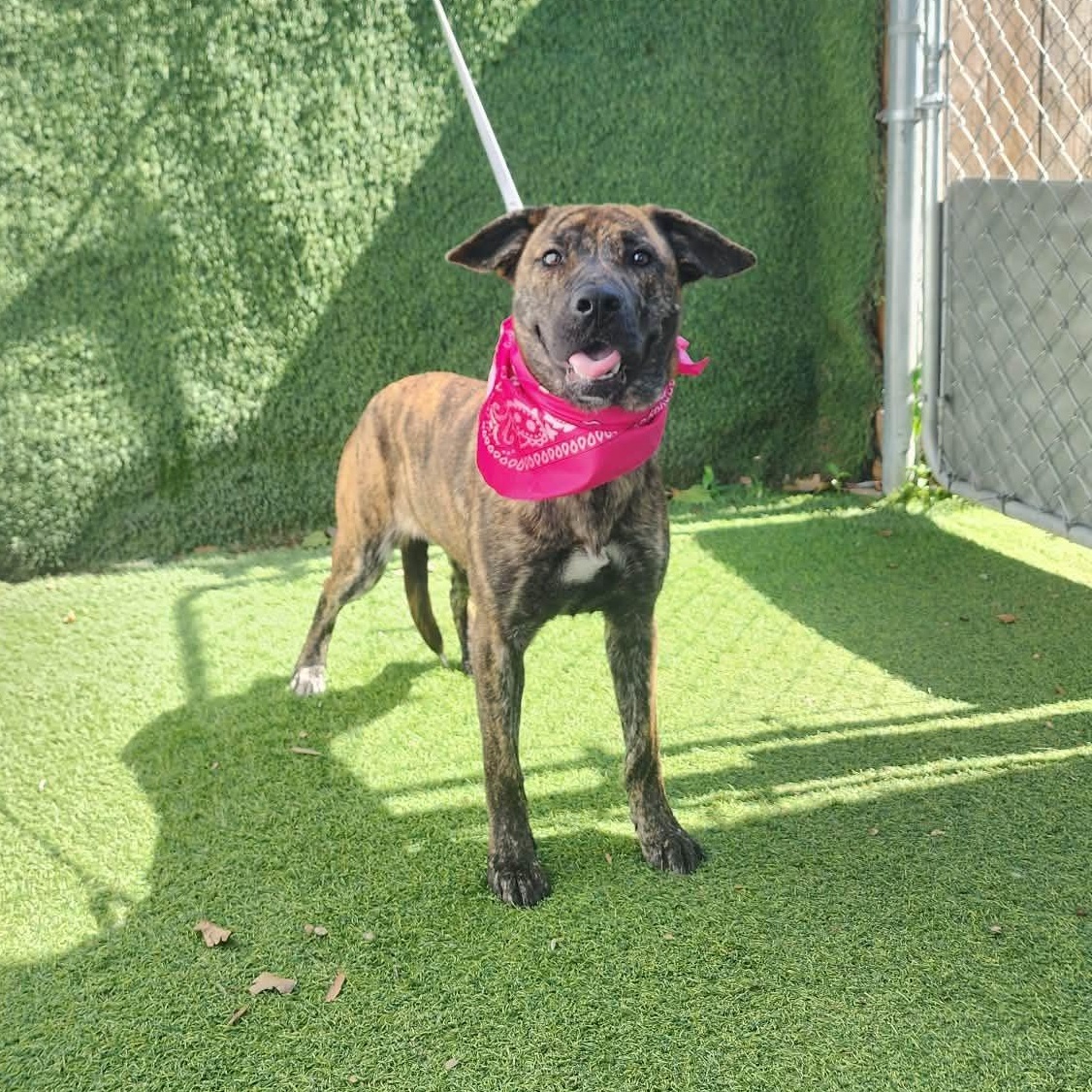 Susie, an adopted mixed breed in Seattle, WA image 5/6