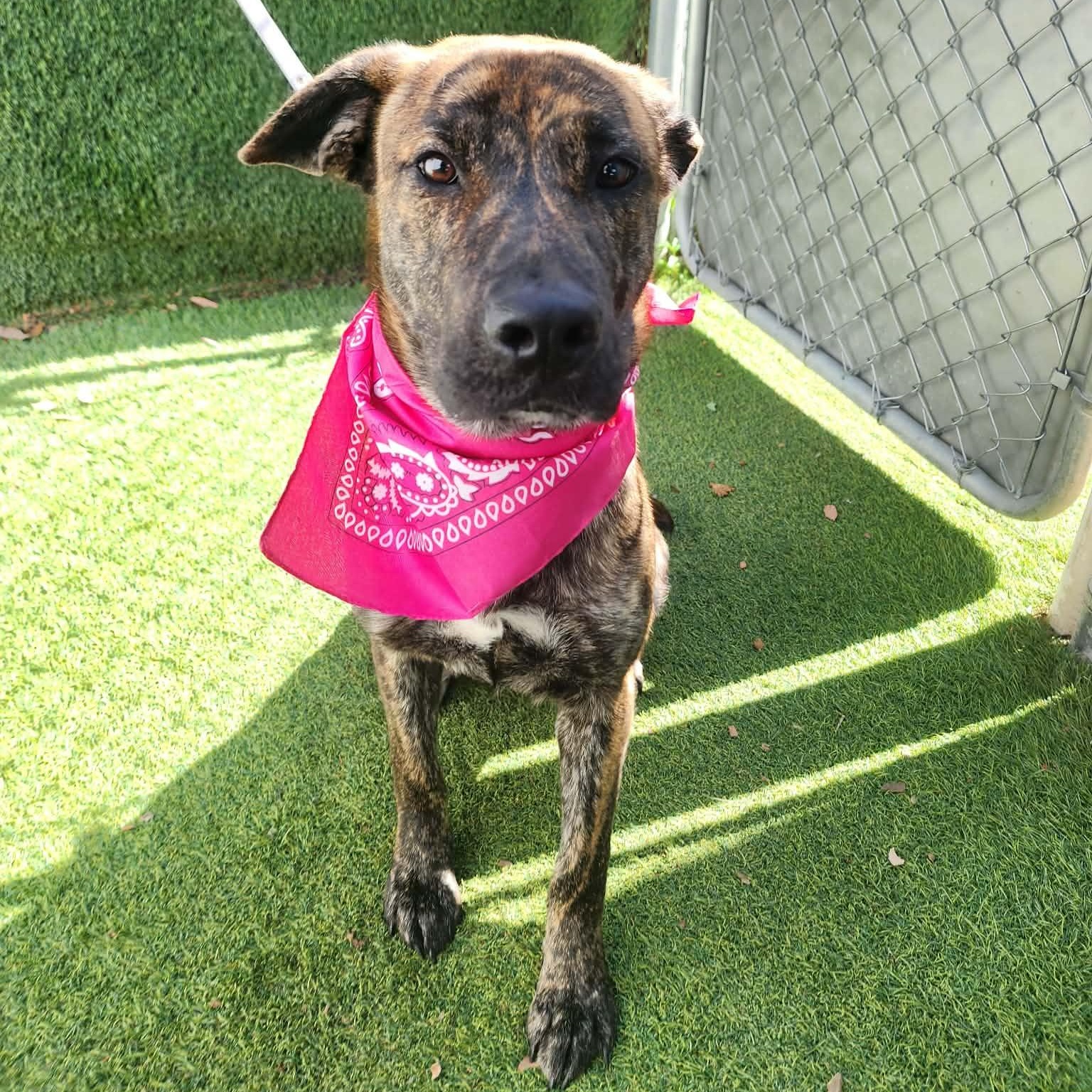 Susie, an adopted mixed breed in Seattle, WA image 4/6