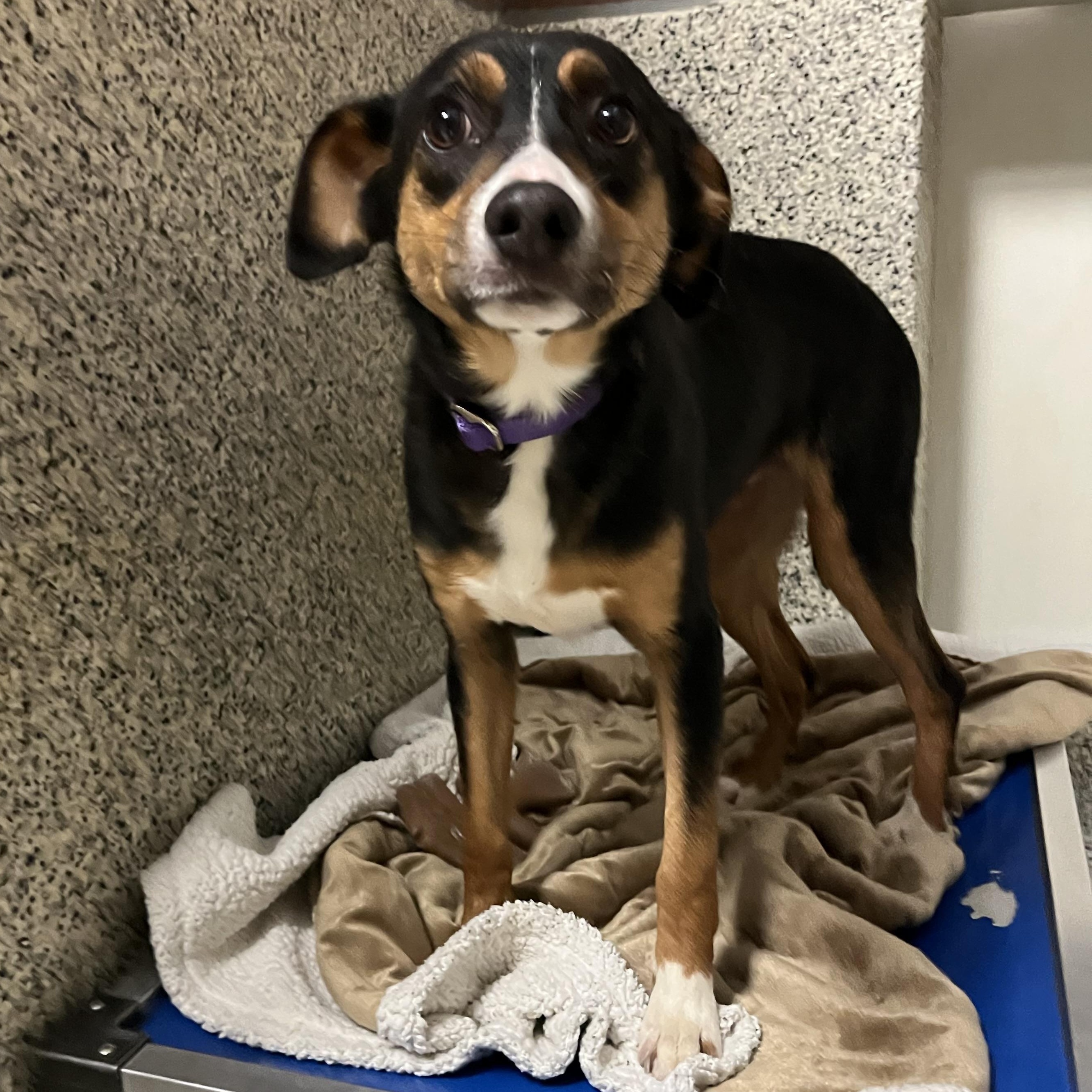 Starla, ADOPTABLE, Adult Female Hound.