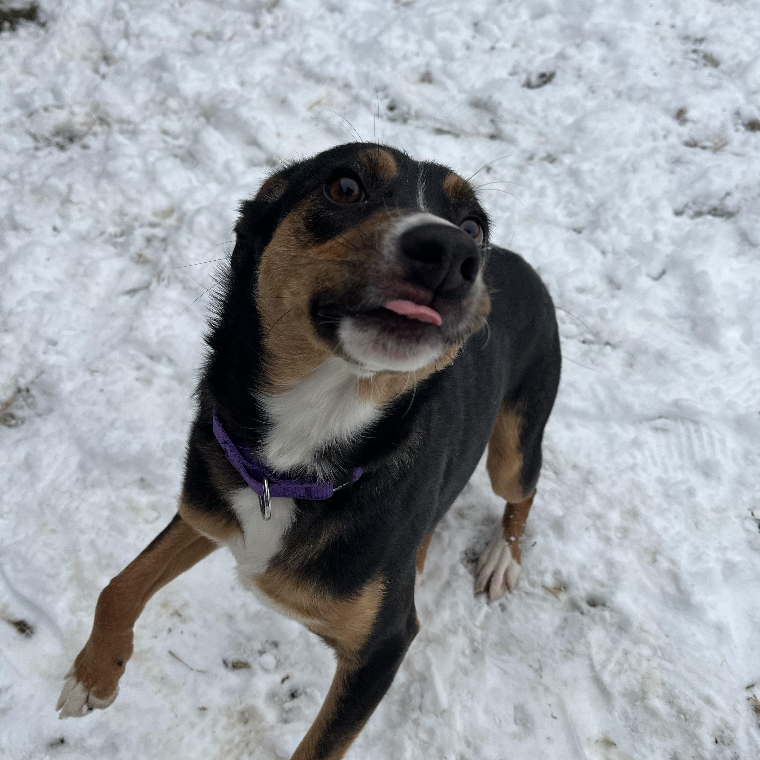 Starla, a ADOPTABLE mixed breed in Monroe, OH image 2/2