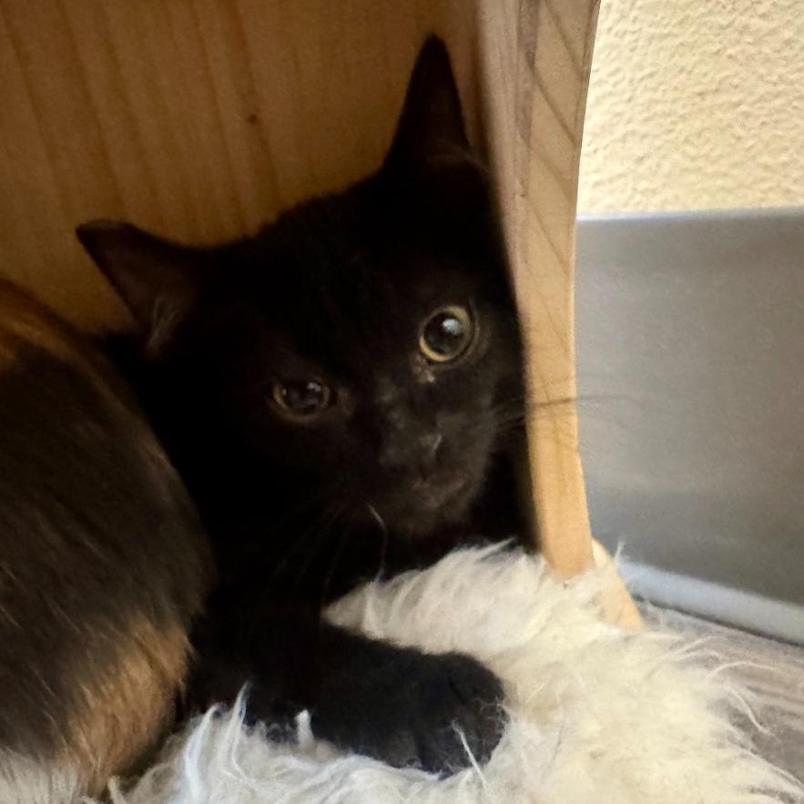 Enlarge Tempest, a Adoptable Domestic Short Hair in Las Vegas, NV image 1/1