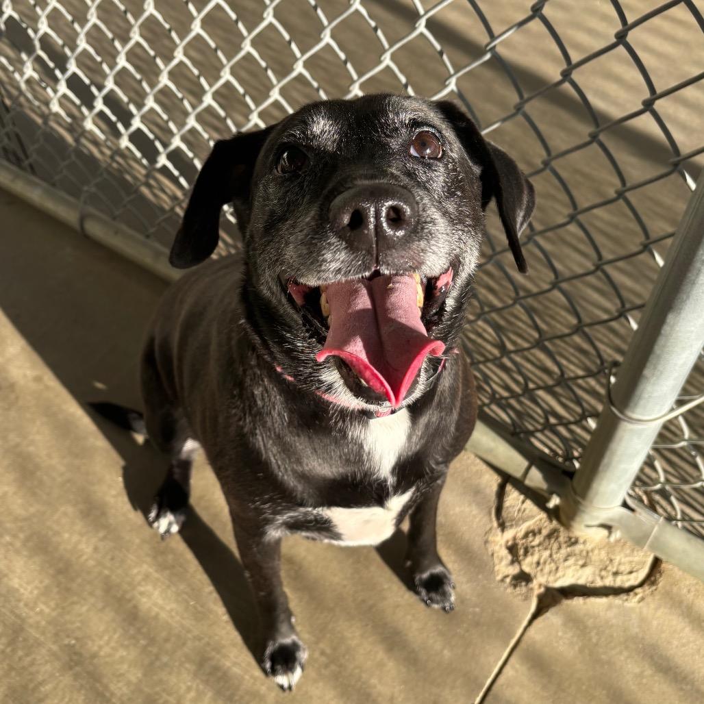Rory, Adoptable, Adult Female Labrador Retriever & Mixed Breed.