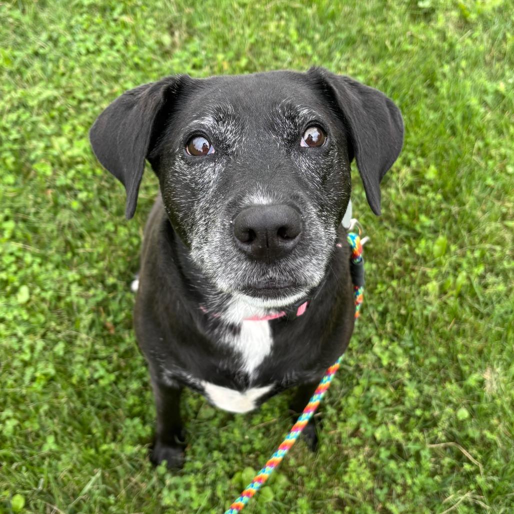Enlarge Rory, a Adoptable mixed breed in Brookfield, WI image 2/3