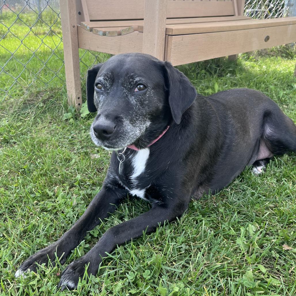 Enlarge Rory, a Adoptable mixed breed in Brookfield, WI image 3/3